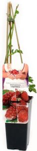 Malinojeżyna Loganberry  - malinojezyna-loganberry[1].jpg